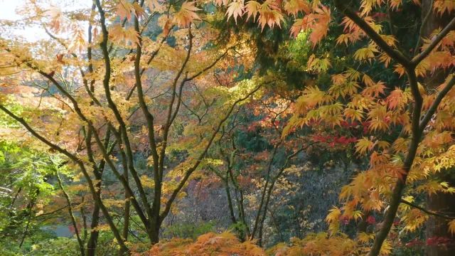 بهترین فیلم از شاخ و برگ های پاییزی | صحنه های شگفت انگیز پاییزی با موسیقی | قسمت 1