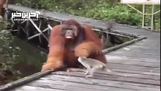 عاقبت موز دزدی میمون از اورانگوتان را ببینید