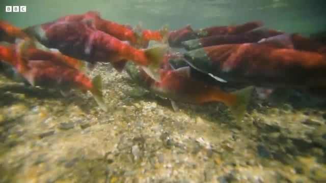 نجات جمعیت ماهی قزل آلای وحشی را در این ویدیو ببینید!