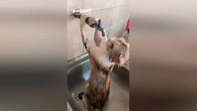 پناه بردن یک گربه به شیر آب در خوزستان