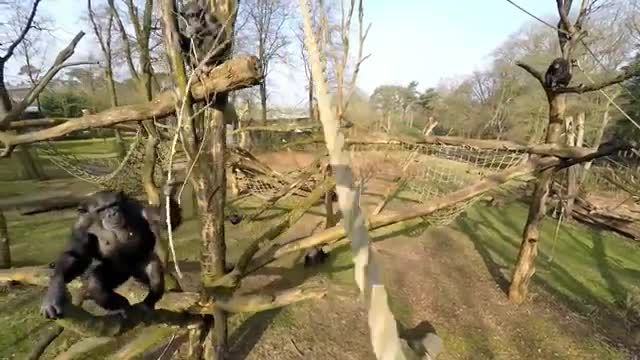 شکار پهپاد توسط شامپانزه | شیطنت جالب شامپانزه