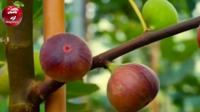 راه حل های باغبانی برای رشد درخت انجیر و مشکلات مرتبط با آن