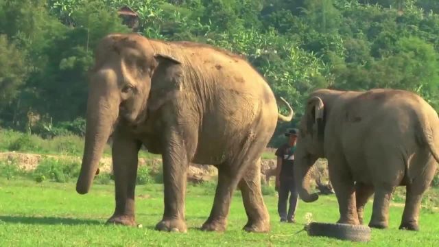 ویدیویی از فیل های شگفت انگیز که شما را متعجب می کند!