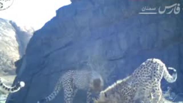 لحظات شگفت‌انگیز خودنمایی یوزپلنگ مادر و 4 توله‌اش در پارک ملی توران
