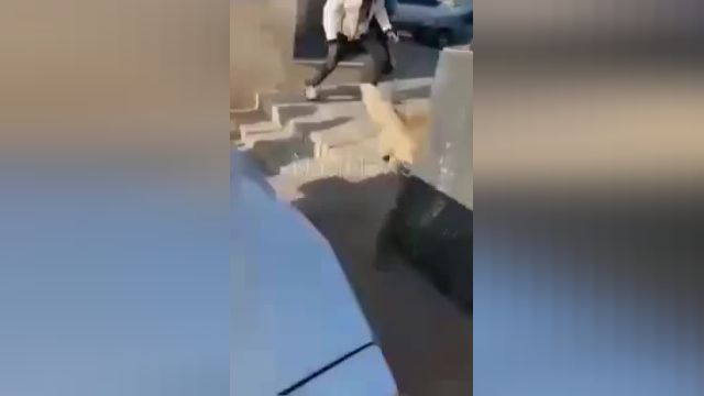 سگ هاسکی سفید رنگ شبیه گرگ در شهرک باغمیشه تبریز | ویدیو