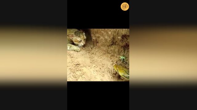 سیلی زدن پیاپی یک گربه به مار پیتون | ویدیو