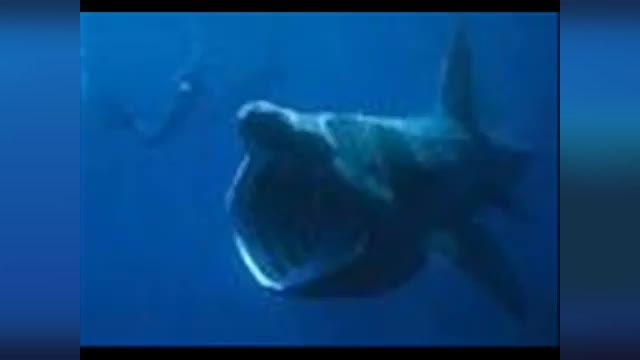 (REUPLOAD) The World's Biggest Monster Shark 3