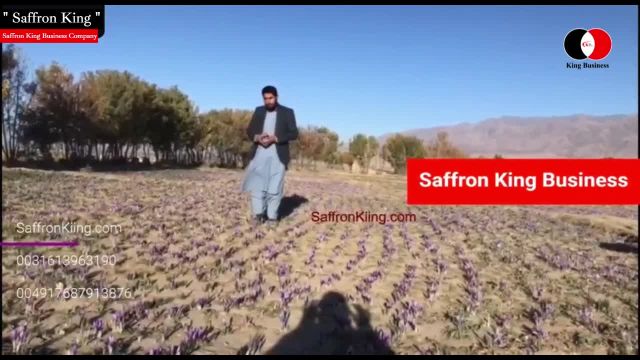 کاشت زعفران در افغانستان + شرکت زعفران کینگ بیزینس