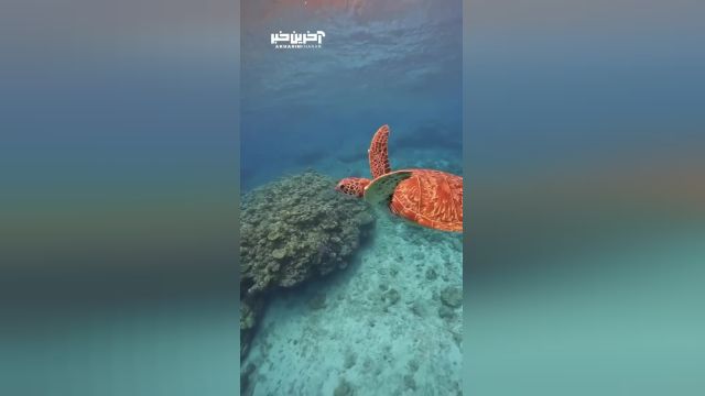شنای یک لاک پشت دریای در اعماق اقیانوس | ویدیو