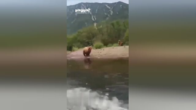 ویدیویی از سرعت بالای یک خرس