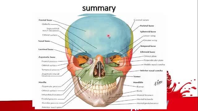 استخوان های جمجمه (Skull) | آموزش جامع علوم تشریح آناتومی سر و گردن | جلسه اول (18)