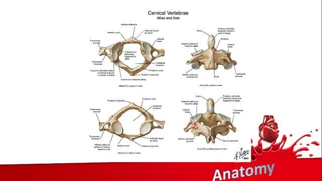 مهره های گردنی | آموزش جامع علوم تشریح آناتومی سر و گردن | جلسه دهم (1)