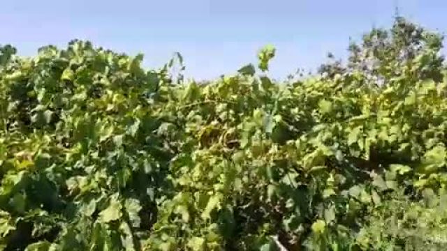 راهکارهای موثر برای کنترل امراض انگور در هرات
