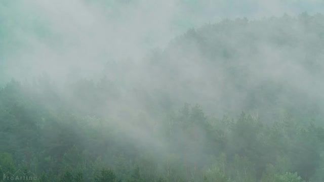 گروه پرندگان در یک جنگل مه آلود پس از باران | ویدیویی از مه با صداهای طبیعت
