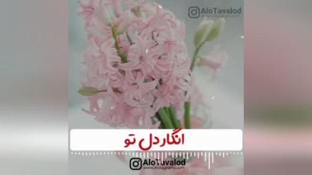 ویدئو استوری تبریک تولد به نهم فروردینی ها