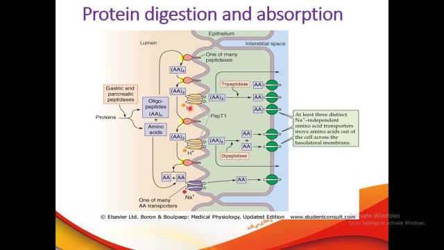 هضم و جذب پروتئین ها | آموزش جامع فیزیولوژی دستگاه گوارش | جلسه یازدهم