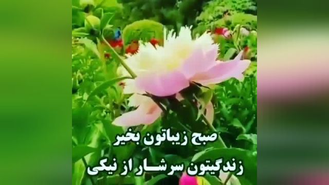 کلیپ قشنگ صبح بخیر برای استوری