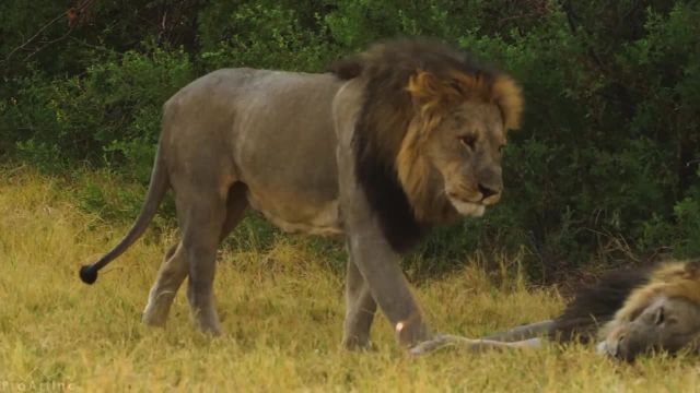 پادشاهان حیات وحش آفریقا | فیلم مستند شیرهای آفریقا