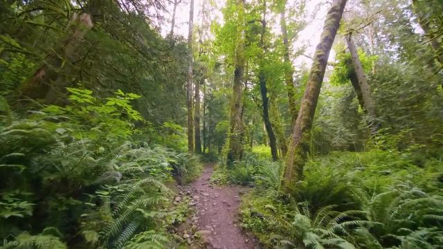 پیاده‌ روی مجازی | قدم زدن در جنگل با آواز پرندگان و موسیقی آرام