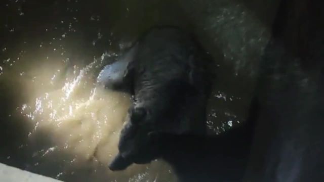 نجات خرس گرفتار در یکی از استخرهای کشاورزی شمیرانات