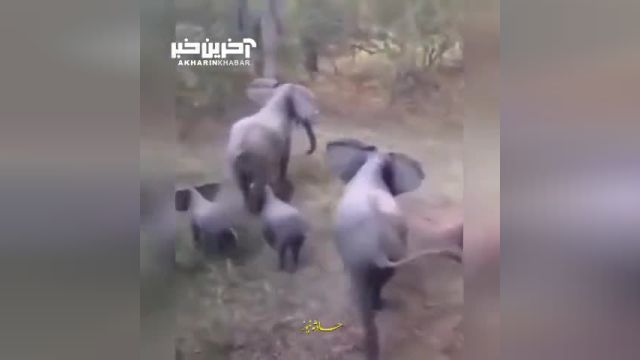روش آرایش دفاعی گله فیل‌ها برای حفاظت از بچه فیل در مقابل حمله شیرها