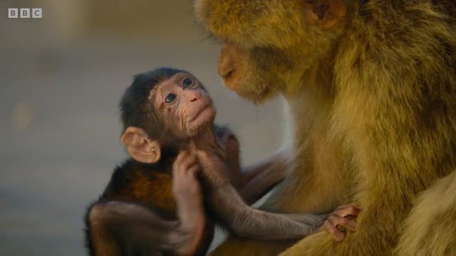 ربوده شدن نوزاد ماکاک | نوعی میمون ژاپنی