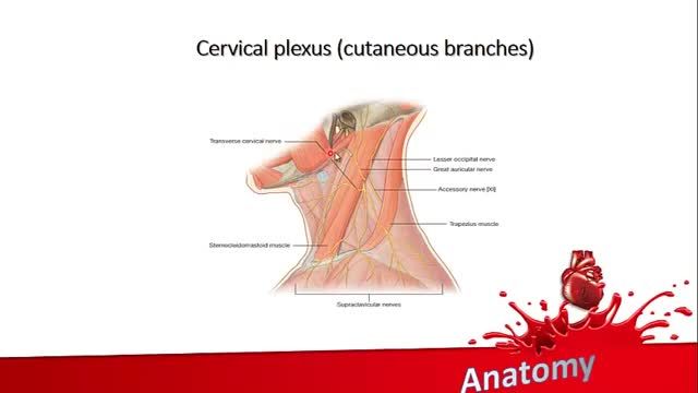 شبکه گردنی (Cervical Plexus) | آموزش جامع علوم تشریح آناتومی سر و گردن | جلسه چهارم