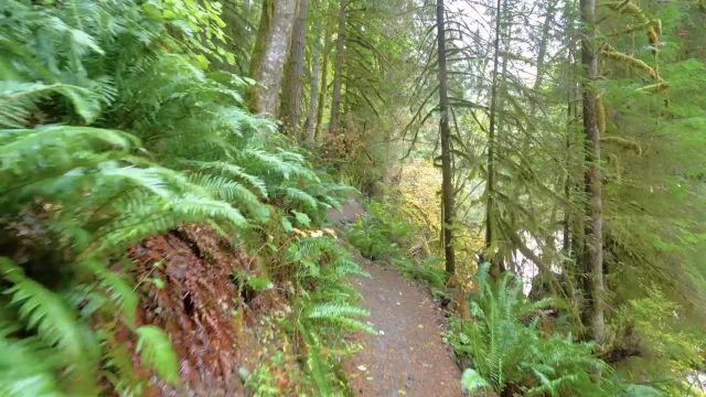 پیاده‌ روی در مسیرهای جنگلی پاییزی آبشارهای شمالی | صداهای آرامش‌ بخش جنگل