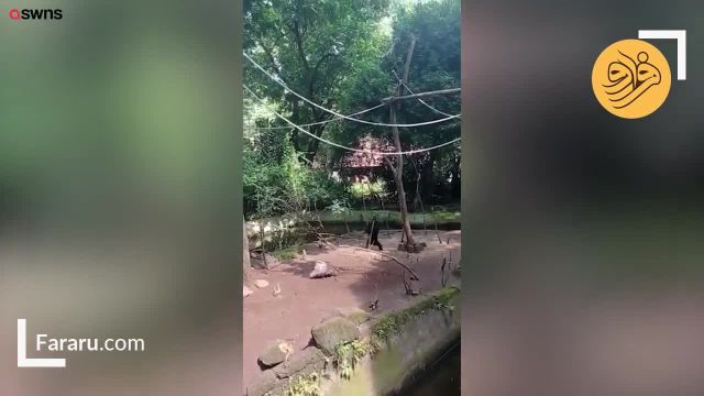 وقتی میمون گیبون یک جوجه تیغی را عصبانی می‌کند! | ویدیو