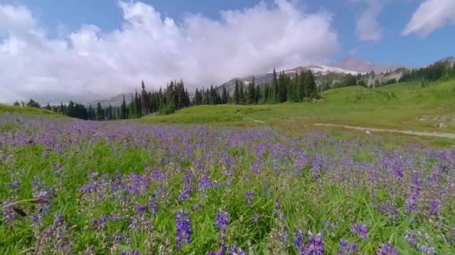 گلهای وحشی مسیر دریاچه انعکاس، منطقه بهشت ​​کوه رینیر | قسمت 1