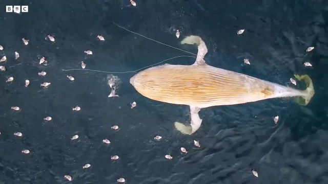 برخورد دلخراش اقیانوس با بچه نهنگ را در این ویدیو ببینید!