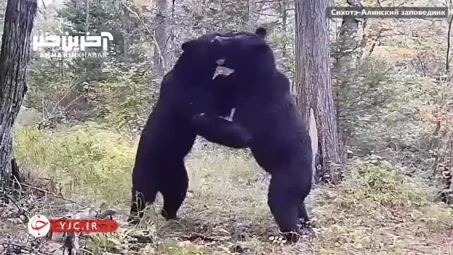 فیلم جدال 2 خرس در جنگل های روسیه