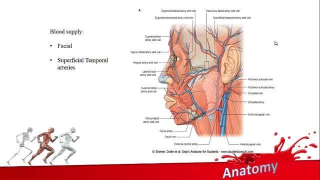 سیستم خون رسانی صورت | آموزش جامع علوم تشریح آناتومی سر و گردن | جلسه دوازدهم (1)