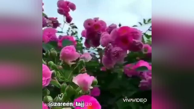 صبح زیباتون بخیر همراه با تصاویر زیبای گل های بهاری