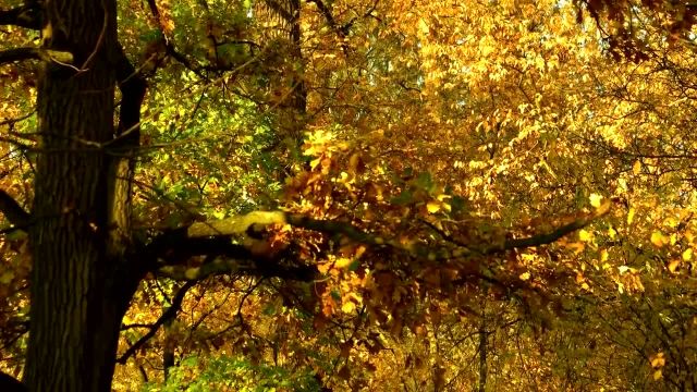 رنگ های پاییزی طبیعت | مناظر خیره کننده طبیعت و موسیقی آرامش بخش