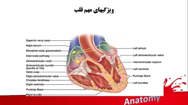 بافت شناسی دستگاه گردش خون | آموزش علوم تشریح (آناتومی) قلب و عروق | جلسه ششم (2)