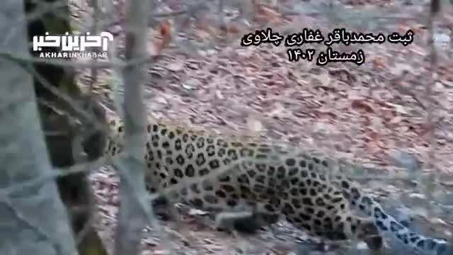 گفتگوی جذاب با پلنگ ایرانی در جنگل‌های هیرکانی مازندران