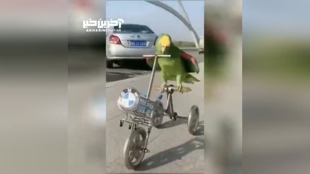 ویدئو واقعی از دوچرخه سواری یک طوطی در خیابان!