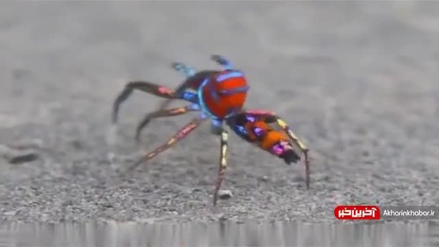 عنکبوت پرنده رنگی رنگی | ویدیو