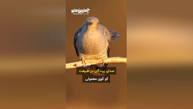 صدای زیبای پرندگان در طبیعت