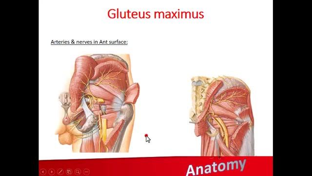 ناحیه گلوتئال (Gluteal region) | آموزش علوم تشریح (آناتومی) اسکلتی - عضلانی | جلسه سی و چهارم