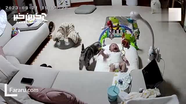 گربه ای که نوزاد در حال گریه را آرام کرد (ویدئو)