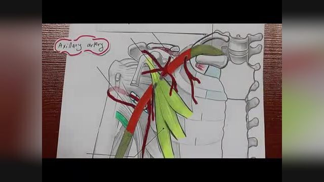 شریان آگزیلاری (Axillary artery) | آموزش علوم تشریح (آناتومی) اسکلتی - عضلانی | جلسه چهاردهم (1)