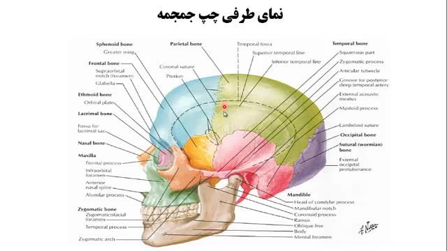 استخوان های جمجمه (Skull) | آموزش جامع علوم تشریح آناتومی سر و گردن | جلسه اول (6)