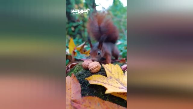 سنجاب‌ ها در انجام کار تیمی فوق العاده‌اند | ویدیو