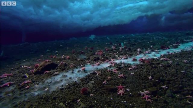 ویدیویی از راز زیر آبهای قطب جنوب را ببینید!