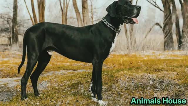 10 تا از بزرگ ترین نژاد سگ در جهان را در این ویدیو ببینید!