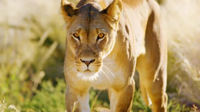 حیوانات وحشی بوتسوانا | حیات وحش شگفت انگیز آفریقا