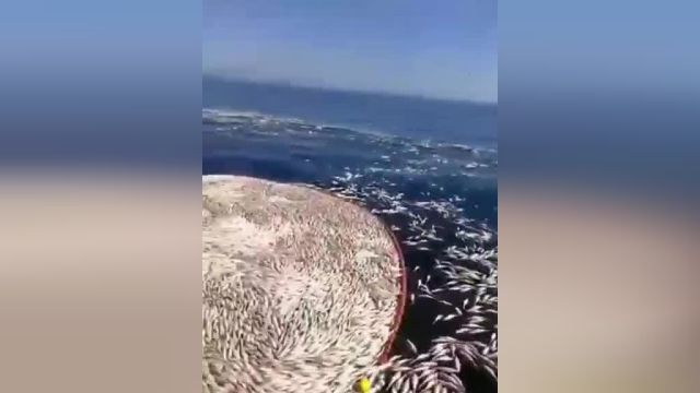 کشتار با شوک الکترونیکی؛ صید ماهی توسط چینی‌ ها | ویدیو
