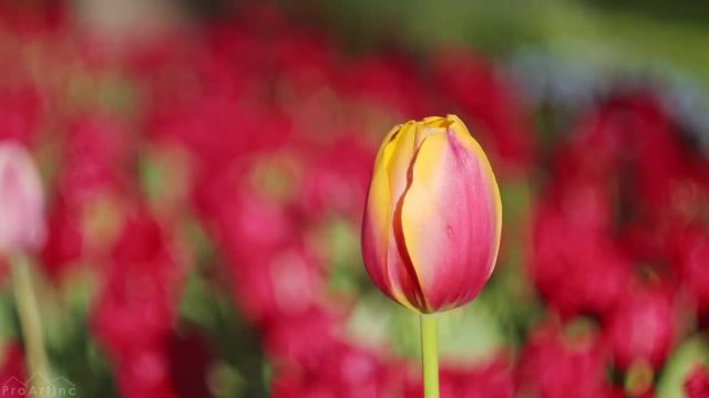 شکوفه دادن ملایم گل های بهاری | آرامش عمیق به رنگ ها و صداهای طبیعت بهاری | قسمت 2